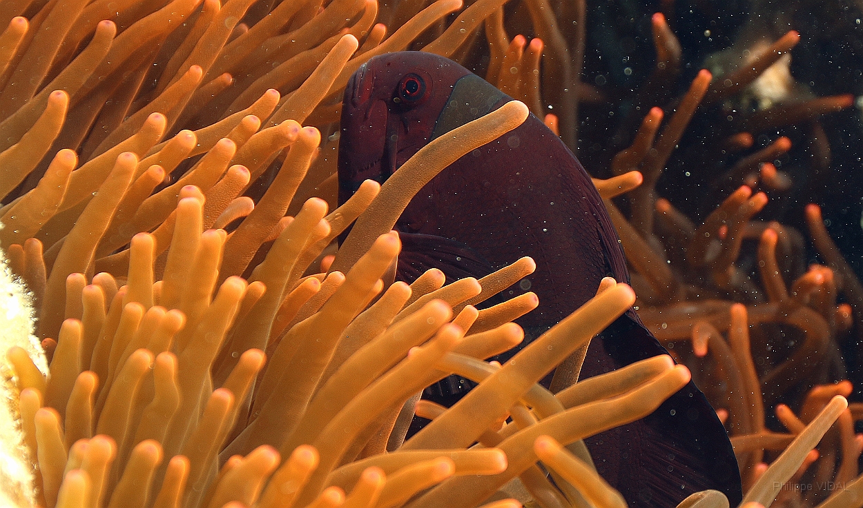 Sipadan_2015_Poisson Clown a trois bandes_Amphiprion ocellaris_IMG_2926_rc.jpg